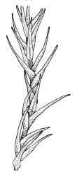 Dicranella schreberiana, portion of shoot, moist. Drawn from J.T. Linzey 3145, CHR 532366.
 Image: R.C. Wagstaff © Landcare Research 2018 